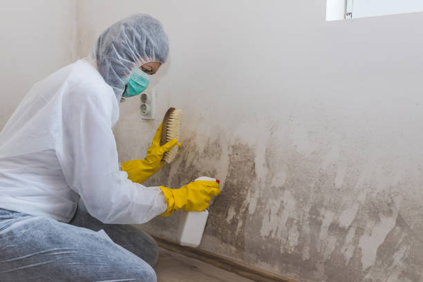 Best Real Estate Mold Inspection  in West Monroe, MI