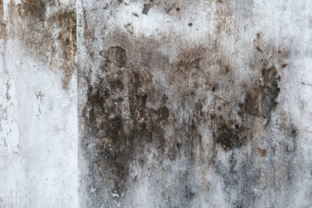 Best Mold Documentation for Insurance Claims  in West Monroe, MI