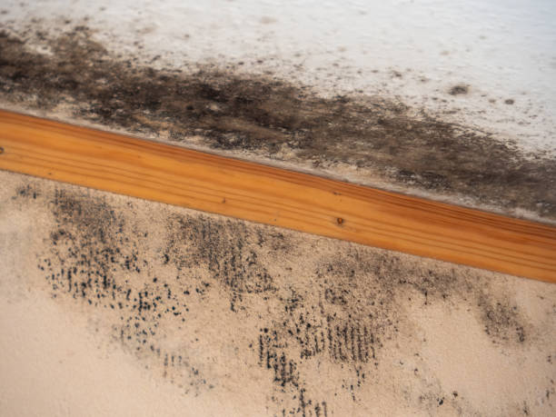 Best Mold Prevention Services  in West Monroe, MI