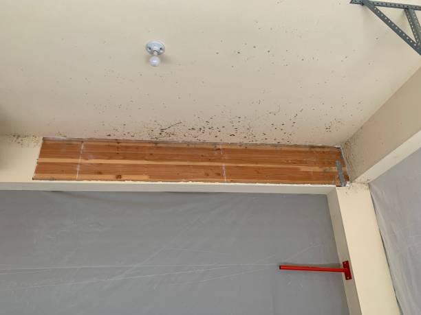 Best Asbestos and Lead Testing During Mold Inspection  in West Monroe, MI