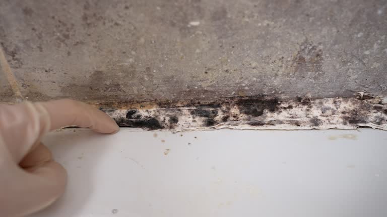 Best Mold-Related Health Consultation  in West Monroe, MI
