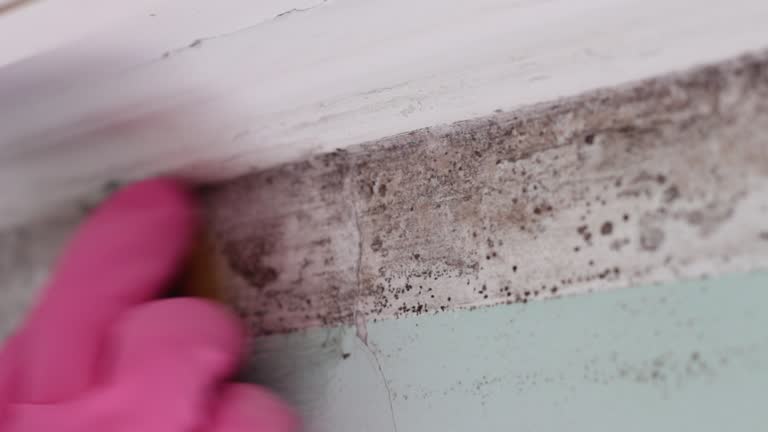 Mold Documentation for Insurance Claims in West Monroe, MI